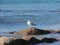 Nice Seagulls tridactyle on its rock