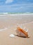 Nice seashell on the beach