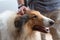 Nice senior rough collie caressed by hand with smart watch