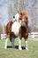 Nice Shetland pony with Parson Russell terrier