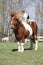 Nice Shetland pony with Parson Russell terrier