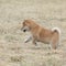 Nice Shiba inu puppy running