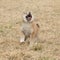 Nice Shiba inu puppy running