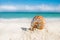 Nice and shine sea shell on beach with perfect seascape