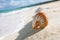 Nice and shine sea shell on beach with perfect seascape