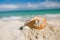 Nice and shine sea shell on beach with perfect seascape