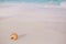 Nice and shine sea shell on  beach with perfect seascape