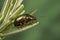 A nice and shiny Rosemary Beetle