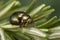 A nice and shiny Rosemary Beetle