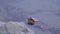 Nice shot of a Common,Grass frog (Rana temporaria) in a lake Termignon Haute Maurienne Alpes France