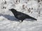 Nice Side View of a Crow Closeup