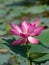 Nice single pink lotus