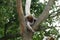 Nice sleeping barbary ape