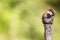 Nice small bird, called House Sparrow parus domesticus posed over a branch, with an out of focus background