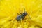 Nice small bug in nice yellow flower