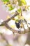 Nice small great tit on cherry tree with several blooms eats seeds