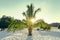 Nice small palm tree on a white paradise sand beach