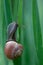 Nice snail posed on green background