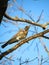 Nice sparrow bird on tree branch, Lithuania