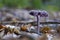 A nice specimen of the Amethyst mushroom Laccaria amethistina in the park De Horsten in Wassenaar