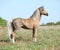 Nice sport pony standing on pasturage