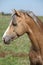 Nice sport pony standing on pasturage