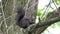 A nice squirrel eats some nut on a tree branch in slo-mo