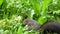 A nice squirrel seeking food on a lawn with rusty leaves in slo-mo