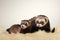 Nice standard color ferret couple posing in studio