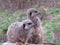 A nice study of a pair of Meerkats at Dudley Zoo, England