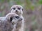 A nice study of a pair of Meerkats at Dudley Zoo, England