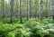 Nice summer birch forest