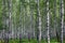 Nice summer birch forest