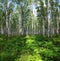 Nice summer birch forest landscape