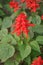 Nice Summer Flower - Salvia