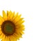 Nice sunflower photo