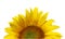 Nice sunflower photo detail