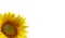 Nice sunflower photo detail