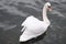 Nice swan swimming in a lake