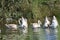 Nice swans on the small river