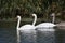 Nice swans on the small river