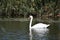 Nice swans on the small river