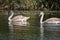 Nice swans on the small river