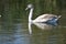 Nice swans on the small river