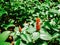 nice and textural,green and clean plant leaves