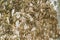 Nice texture of American Sycamore Tree bark Platanus occidentalis variegata, Plane-tree in Arboretum Park Southern Cultures