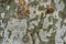 Nice texture of American Sycamore Tree bark Platanus occidentalis variegata, Plane-treein Arboretum Park Southern Cultures