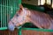 Nice thoroughbred young chestnut racehorse standing at the stable