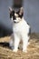 Nice three-coloured cat sitting on a straw