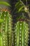 Nice trunks of cereus cactus with its sharp and prickly needles among other decorative plants